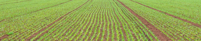Ændrede dyrkningsstrategier reducerer risiko for udbyttetab under tørke