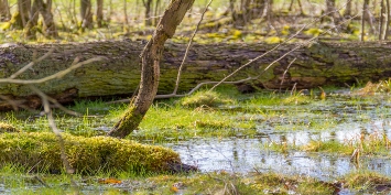 Minivådområde skal mindske risikoen for oversvømmelser i Skodborg i Vejen kommune