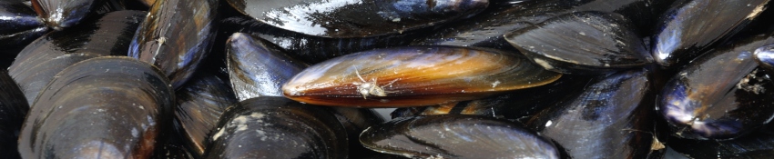 Muslingeopdræt trues af østers, alger og forsuring