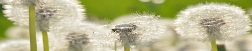 Bedre vækstbetingelser giver mere pollen