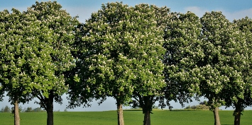 Ægte kastanje - et dansk skovtræ i fremtiden?