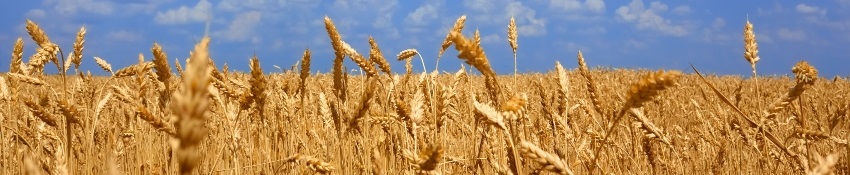 Klimaforandringerne påvirker valget af afgrøder