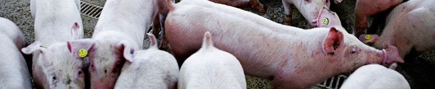 Flere husdyrsygdomme med kompliceret smittecyklus
