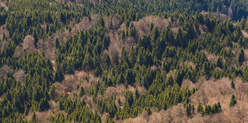 image for Skovenes modstandskraft bliver svækket af klimaforandringerne