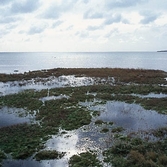 Klimaændringer og havmiljøet i de danske farvande